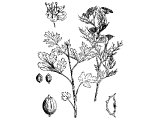 Coriander (Coriandrum sativum), Heb. GaD (Ex.16.31, Num.11.7)